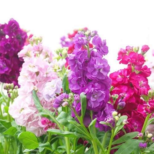 Stock (Matthiola)